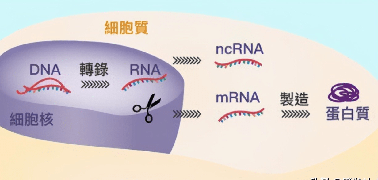 红杉资本揭晓最新一轮投资布局：揭秘前沿创新项目动态