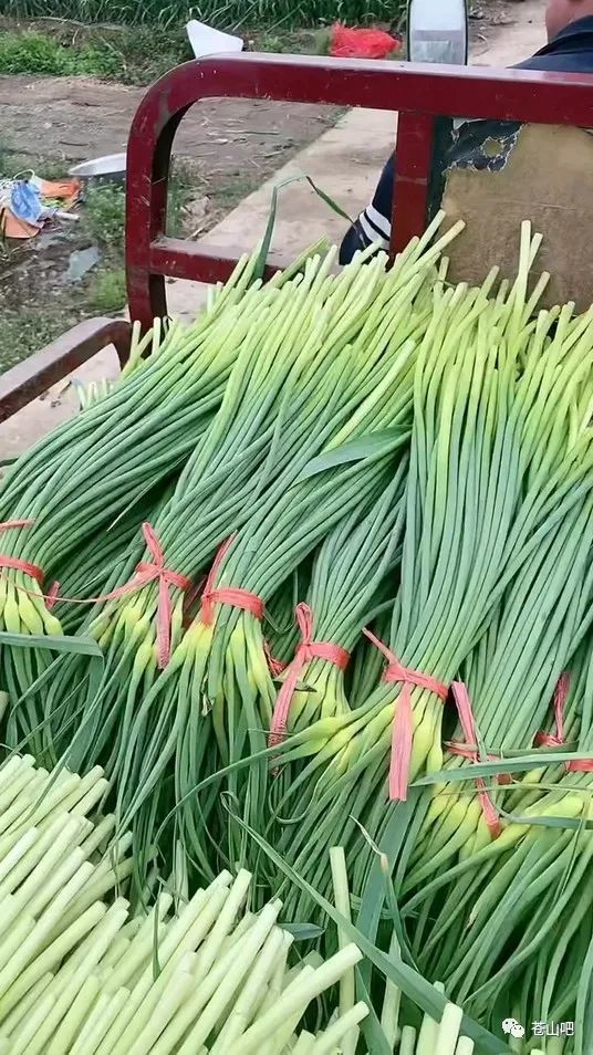 新鲜出炉！苍山蒜苔现库存最新批发价一览